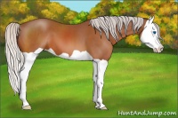 Horse Color:Silver Bay Splash