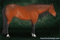 Horse Color:Brown Rabicano 