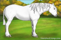 Horse Color:Gray Bay Dun Splash 