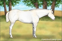 Horse Color:White Spotted Gold Cream Champagne Dun 
