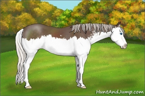 Horse Color:Silver Black Sabino Splash