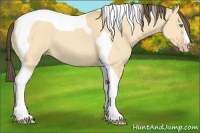 Horse Color:Amber Cream Champagne Dun Tobiano 