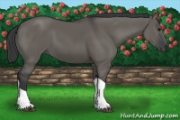 Horse Color:Grullo Tobiano