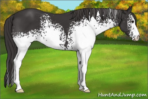 Horse Color: White Spotted Smoky Black 