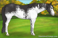 Horse Color:White Spotted Smoky Black 
