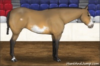 Horse Color:Buckskin Sabino Frame 