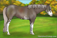 Horse Color:Silver Black Sabino 