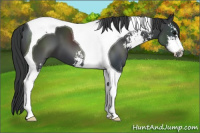 Horse Color:Black Sabino Tobiano 