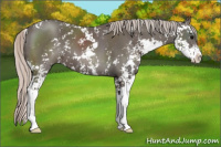 Horse Color:Silver Black Sabino 