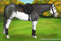 Horse Color:Buckskin Sabino Splash 