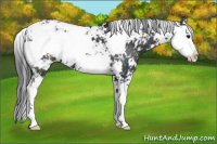 Horse Color:Black Sabino 