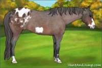 Horse Color:Bay Roan Frame Appaloosa 