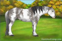 Horse Color:White Spotted Black 