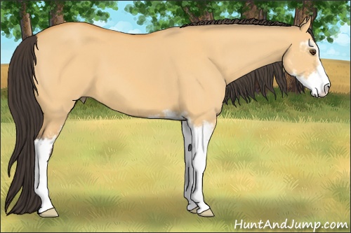 Horse Color: Buckskin Dun Sabino 
