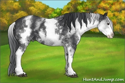 Horse Color: White Spotted Black 