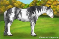 Horse Color:White Spotted Black 