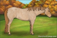 Horse Color:Red Roan 
