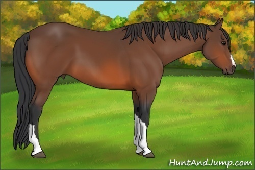 Horse Color: Bay 
