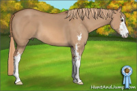 Horse Color:Red Dun Sabino