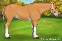 Horse Color:Chocolate Palomino Tobiano