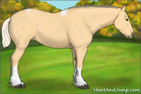 Horse Color:Palomino Tobiano 