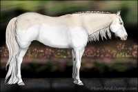 Horse Color:Silver Classic Champagne Roan Dun Splash Frame 