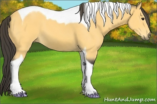 Horse Color: Buckskin Tobiano 