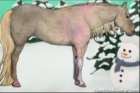 Horse Color:Red Dun Tobiano 