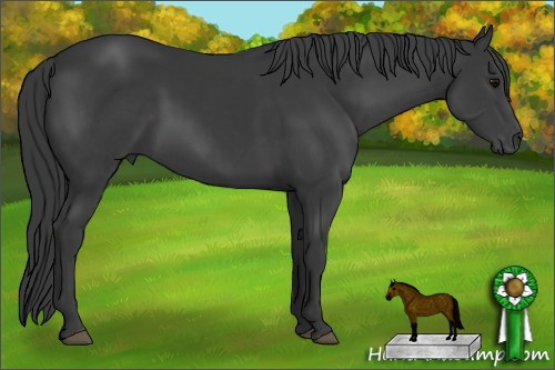 Horse Color: Black 