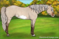 Horse Color:Silver Bay Roan Dun Frame