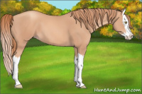 Horse Color:Gold Champagne Splash 
