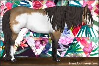 Horse Color:Buckskin Frame 