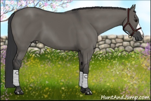 Horse Color:Grullo 