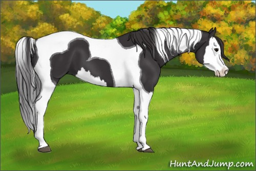 Horse Color: Smoky Black Splash Tobiano 