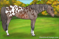 Horse Color:Bay Tobiano Blanket 