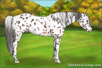 Horse Color:Bay Leopard 