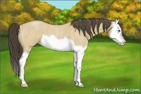 Horse Color:Buckskin Roan Splash 
