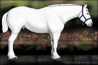 Horse Color:Gray Chestnut 