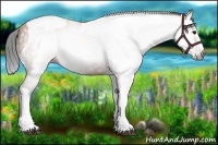 Horse Color:Gray Bay Splash Tobiano 