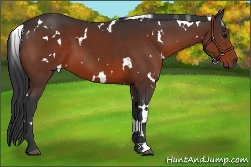 Horse Color:White Spotted Bay 