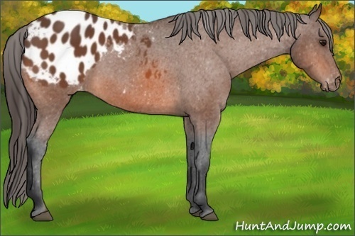 Horse Color:Bay Sabino Blanket 