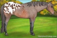 Horse Color:Bay Sabino Blanket