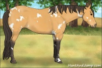 Horse Color:White Spotted Buckskin 