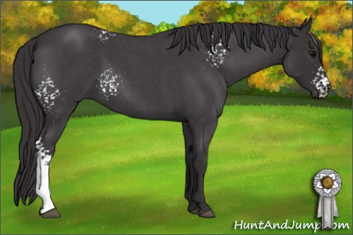 Horse Color: White Spotted Smoky Blue Roan 