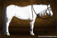 Horse Color:White Spotted Bay Frame