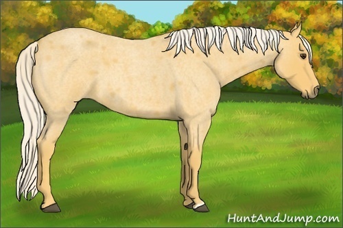 Horse Color:Unknown 