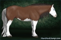 Horse Color:Bay Splash 