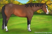 Horse Color:Bay Splash 