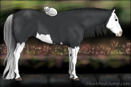Horse Color: Black Splash 
