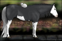 Horse Color:Black Splash 